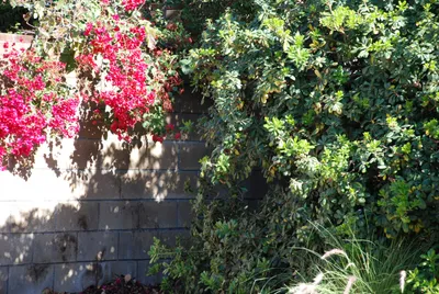 DSC_0029 (Large).JPG